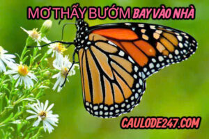 Mơ thấy 49 ngày thấy bướm vào nhà có ý nghĩa gì ?