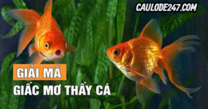 Nằm mơ thấy cá vào nhà có điềm gì ?