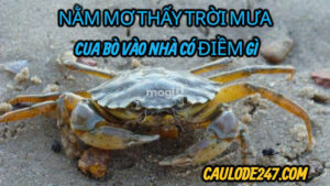 Nằm mơ thấy mưa cua bò vào nha có điềm gì ?