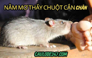 Nằm mơ thấy chuột cắn chân có điềm gì ?