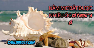 Nằm mơ bắt được nhiều ốc có ý nghĩa gì ?