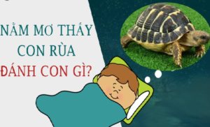 Chiêm bao thấy con rùa chốt số nào