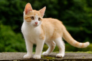 Mộng thấy mèo chốt số nào