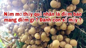 Nằm mơ thấy quả nhãn đánh con gì