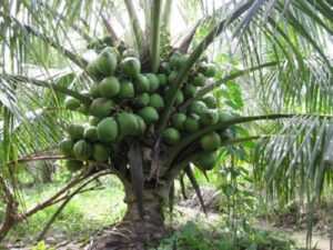 Mơ thấy cây dừa chốt số nào